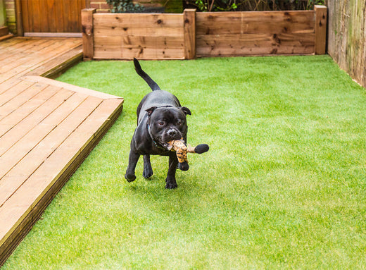 How to Make Your Lawn Pet-Friendly