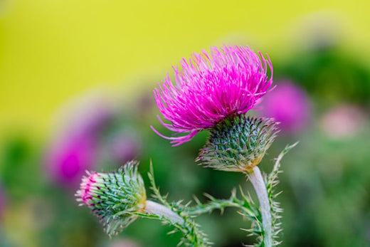 How to Take Care of Thistle Weeds in Your Yard