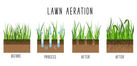 Why Lawn Aeration is the Secret to a Vibrant Yard